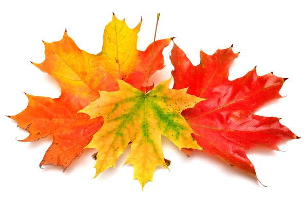 Colored autumn leaves — Stock Photo, Image