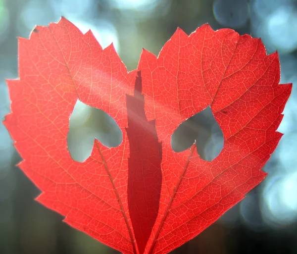 Hojas de otoño — Foto de Stock