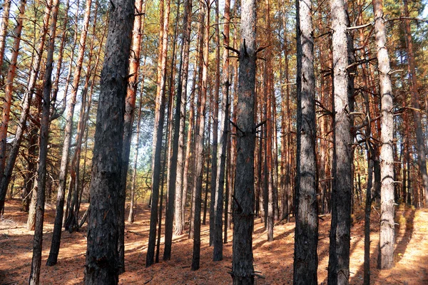 Bosque de pino — Foto de Stock