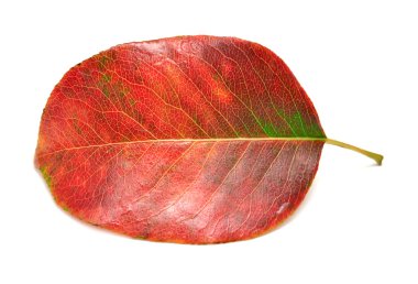 Kuru sonbahar yaprağı 