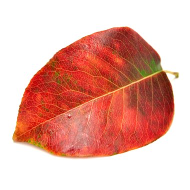 Kuru sonbahar yaprağı 
