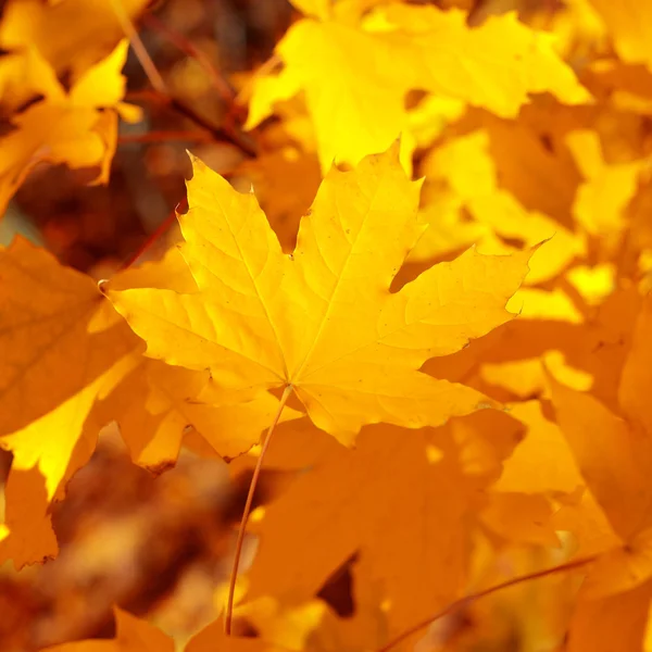 Yellow maple leaf — Stock Photo, Image