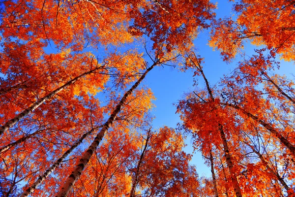 Jesień brzozowy Gaj na tle nieba — Zdjęcie stockowe