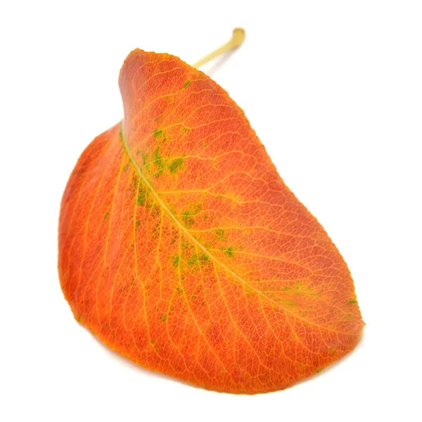 Dry autumn leaf — Stock Photo, Image