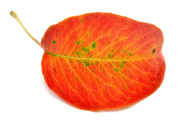 Сухой осенний лист — стоковое фото