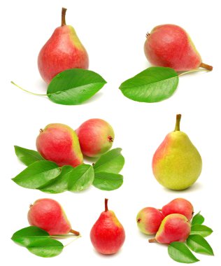 yaprakları ile armut
