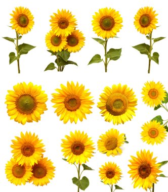 Sunflowers collection  clipart
