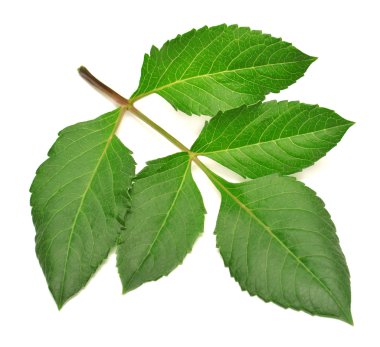 yaprakları dahlia ile şube 