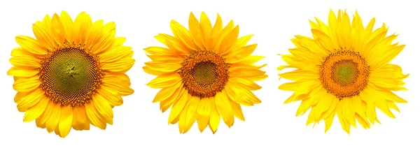 Sunflowers collection — Stock Photo, Image