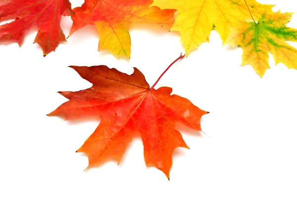 Χρωματιστά Φθινοπωρινά φύλλα — Φωτογραφία Αρχείου