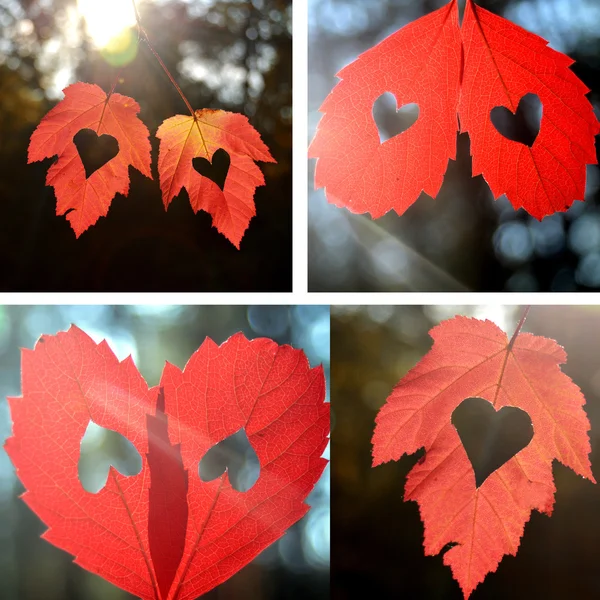 Corazón con hojas — Foto de Stock