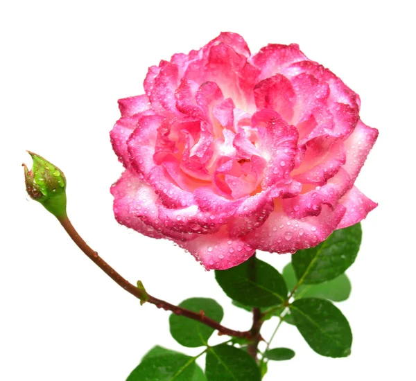 Vacker rosa ros — Stockfoto