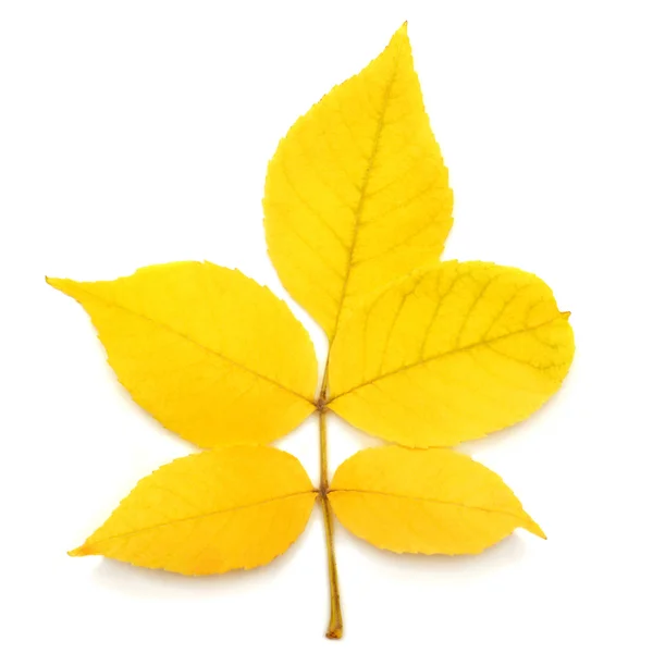 Κίτρινα φύλλα — Φωτογραφία Αρχείου