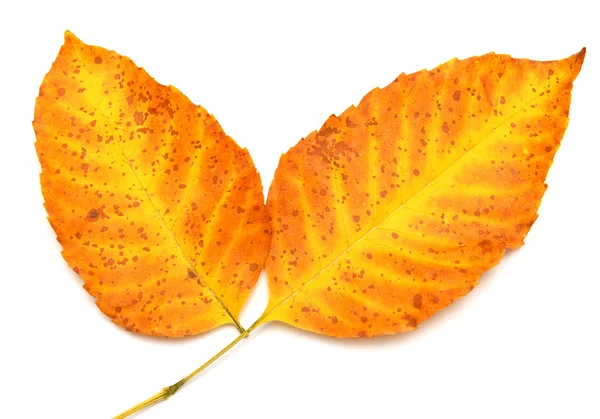 Yellow leaves — Stock Photo, Image