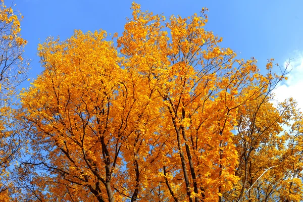 Herfst achtergrond — Stockfoto