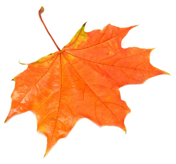 Yellow leaf — Stock Photo, Image