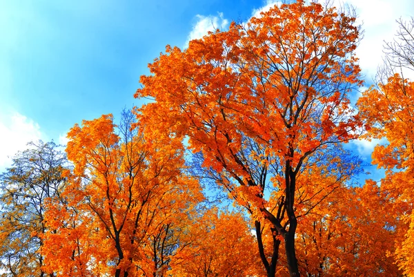 Herfst achtergrond — Stockfoto