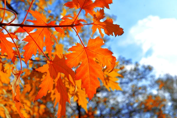 Yellow maple leaves — Stock Photo, Image