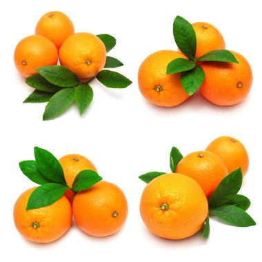 toplama portakal yaprağı 