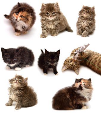 oynak yavru kedi koleksiyonu 