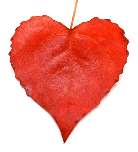 Coração de folha vermelha — Fotografia de Stock