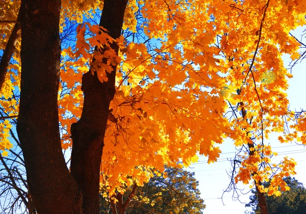 Hintergrund Herbst — Stockfoto