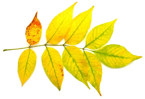 Yellow leaves — Stock Photo, Image