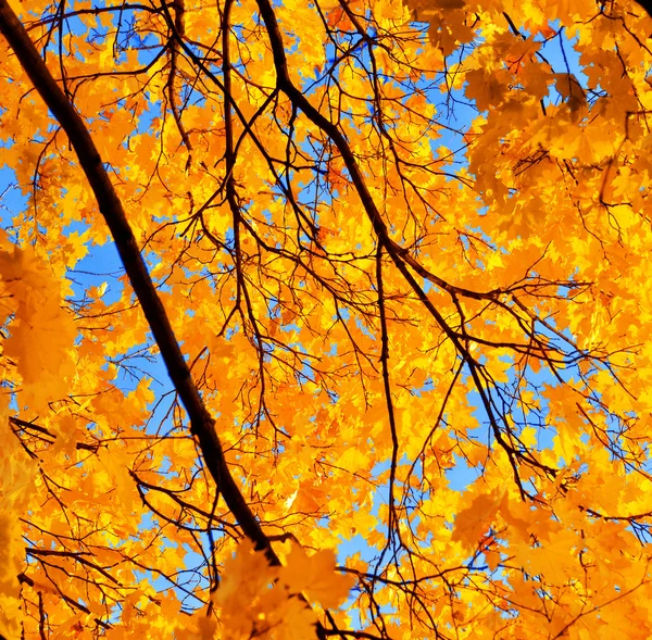 Hintergrund Herbst — Stockfoto