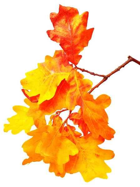 Ramo con foglie di quercia — Foto Stock