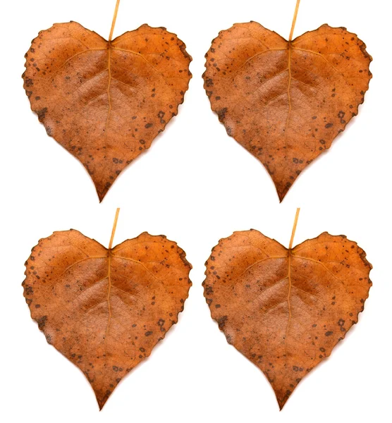 Collection of leaves heart — Stock Photo, Image