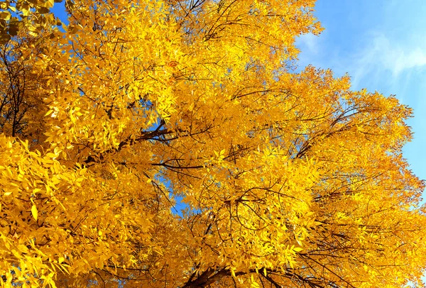 Herfst achtergrond — Stockfoto