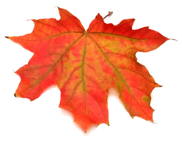 Red leaf — Stock Photo, Image