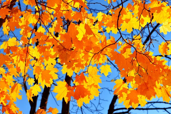 Gele esdoorn bladeren — Stockfoto