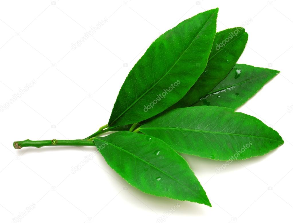 Branch with leaves of lemon 