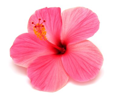 pembe ebegümeci 