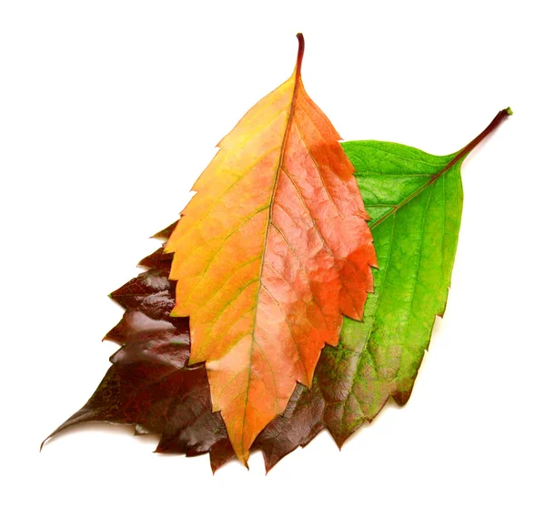 Two leaves — Stock Photo, Image