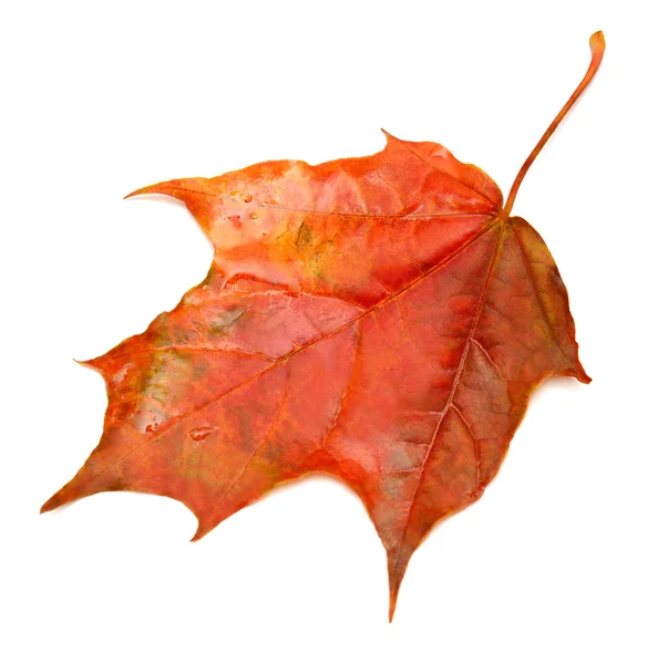 Red leaf — Stock Photo, Image