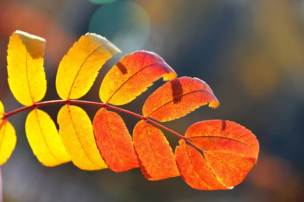 黄色の葉を持つ枝 — ストック写真