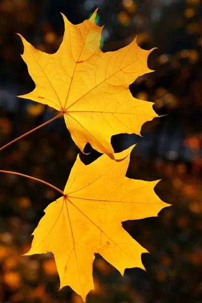 Maple leaves — Stock Photo, Image