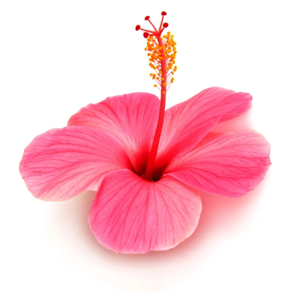 Hibisco-de-rosa — Fotografia de Stock