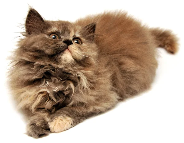 Beau petit chaton persan — Photo