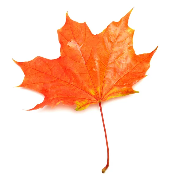 Red leaf — Stock Photo, Image