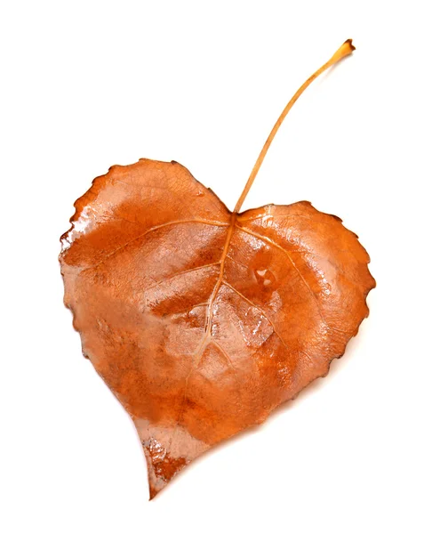 Yellow leaf heart — Stock Photo, Image