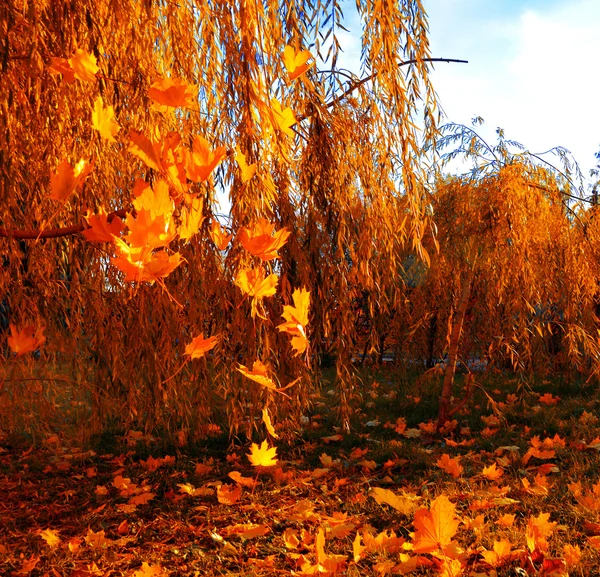 Падающие листья клена — стоковое фото