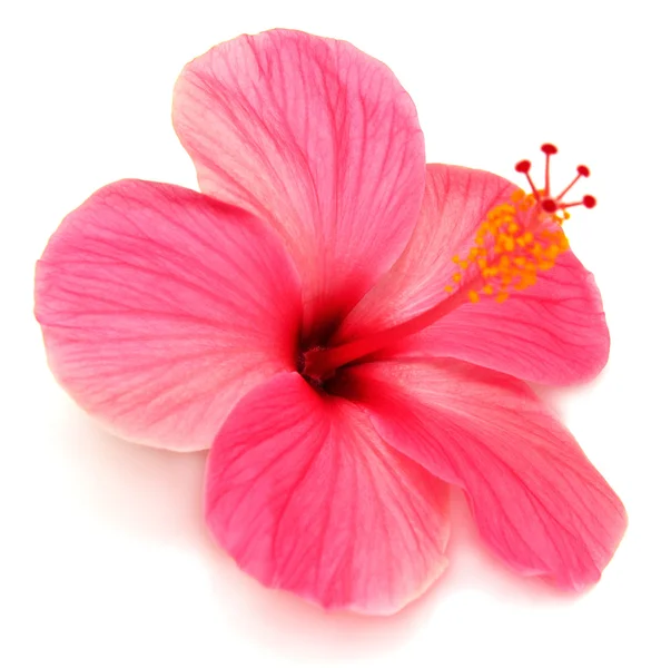 Pink hibiscus — Stock Photo, Image