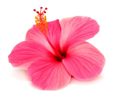 Pink hibiscus  clipart