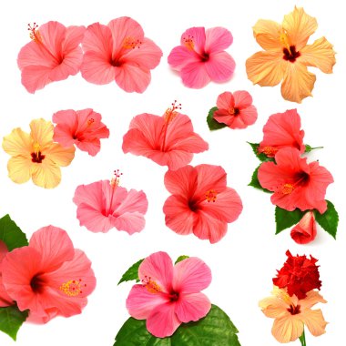 renkli hibiscus topluluğu