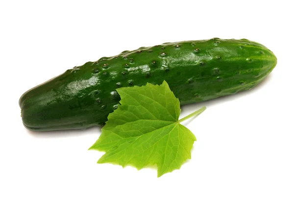 Ripe cucumber and a leaf — Stock Photo, Image