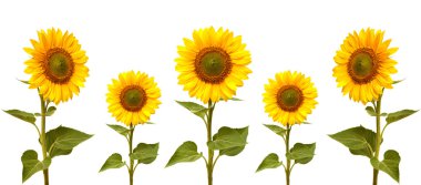 Ayçiçeği koleksiyonu 