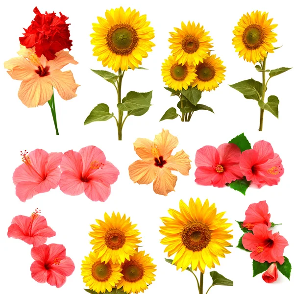 Collezione girasoli — Foto Stock